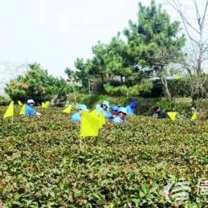 嶗山大田茶開(kāi)始全面采摘 春茶最貴8600元一斤