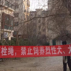 牽好“安全繩”！李園街道綜合行政執(zhí)法中隊(duì)持續(xù)開展文明養(yǎng)犬專項(xiàng)整治行動(dòng) ...
