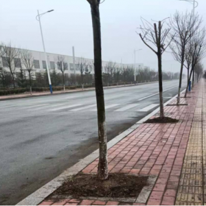 行道樹傾伏，南村鎮(zhèn)排除安全隱患
