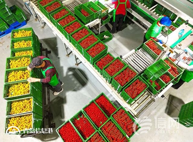 年產量是傳統(tǒng)溫室6-8倍 萊西智慧農業(yè)挑起農民增收“金扁擔”