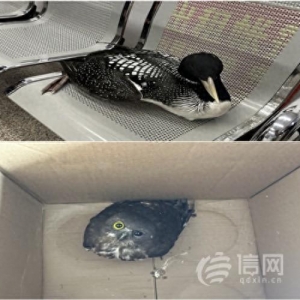 游客發(fā)現(xiàn)兩只國家保護動物受傷 嶗山民警及時妥善救助