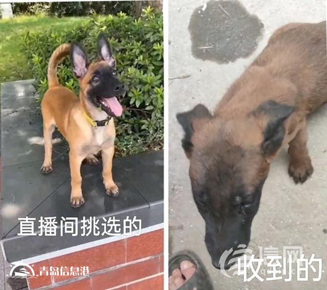 快手直播賣寵物卻讓“微信上聊” 私下交易貨不對板