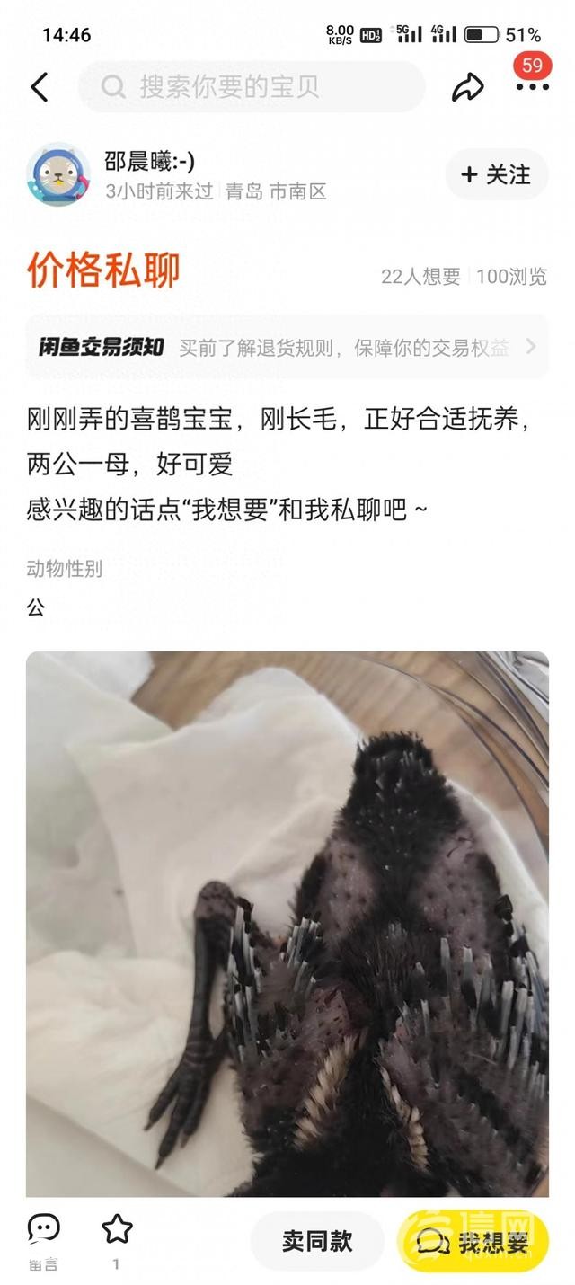 二手交易平臺上有人售賣喜鵲幼鳥 公安機關(guān)已介入調(diào)查
