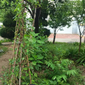 平度市東閣街道執(zhí)法中隊以“信”促“治”，攻堅占綠毀綠行為 ...