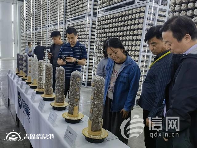 新品種新技術 國家食用菌產(chǎn)業(yè)技術體系“三新”交流會在萊西舉辦