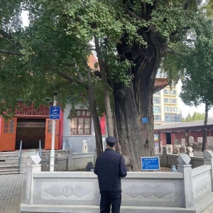平度市東閣街道執(zhí)法中隊全力保護古樹名木，美化城市生態(tài)