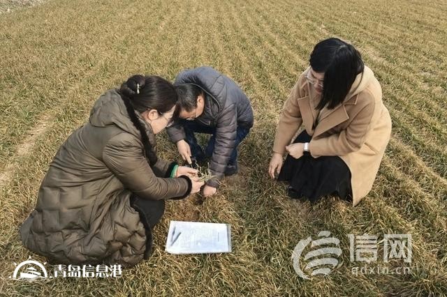 筑牢全年豐收根基 即墨開(kāi)展小麥苗情調(diào)查