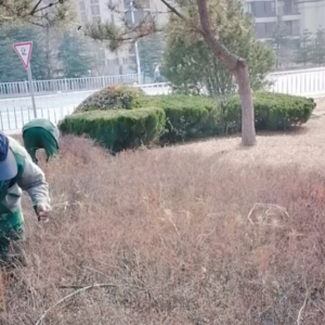 清理綠化帶枯枝落葉，營造干凈整潔轄區(qū)環(huán)境