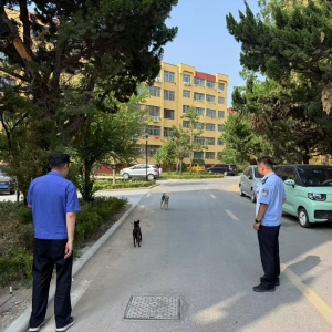 平度市東閣街道執(zhí)法中隊(duì)查處不文明養(yǎng)犬，共繪和諧家園