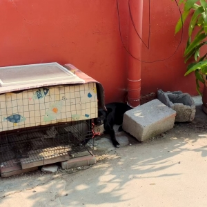 同和中隊(duì)：規(guī)范養(yǎng)犬護(hù)文明，執(zhí)法巡查暖民心